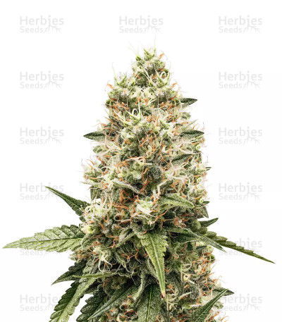 Critical Kush Seeds