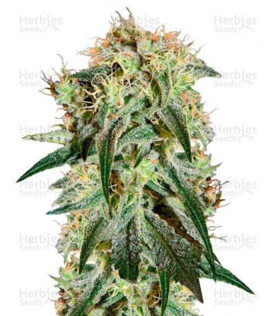 Damn Sour Seeds