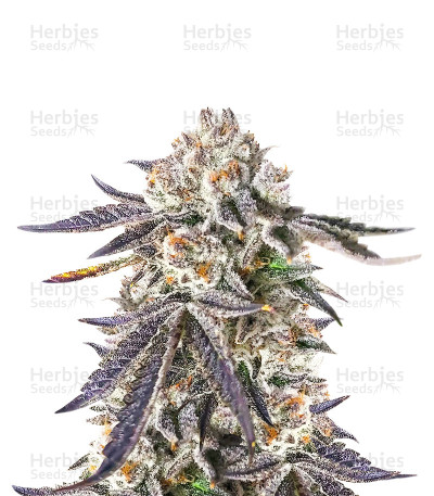 Sour MAC F1 Seeds