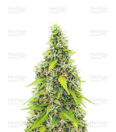 Auto GG#4 Original Glue F1 Seeds
