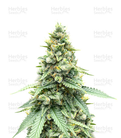 Gorilla Cookies Fast Flowering Seeds