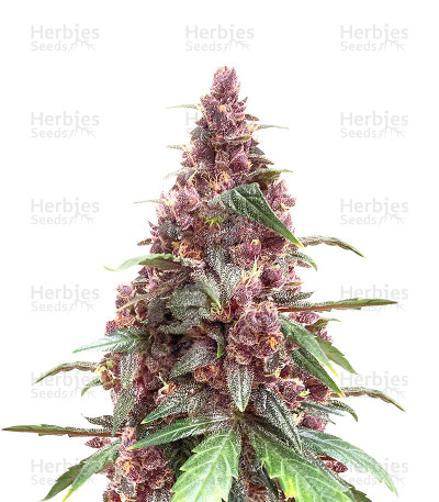 Keepers OG Seeds