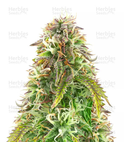 Northern Lights Auto Seeds
