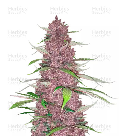 Purple Juice Seeds