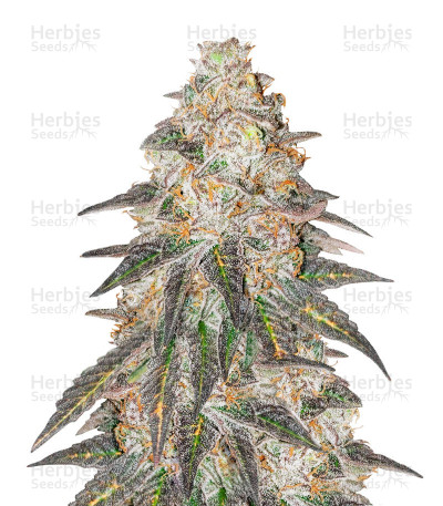 Runtz Punch Seeds