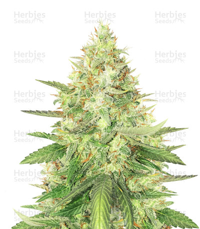 Strawberry Cough Seeds