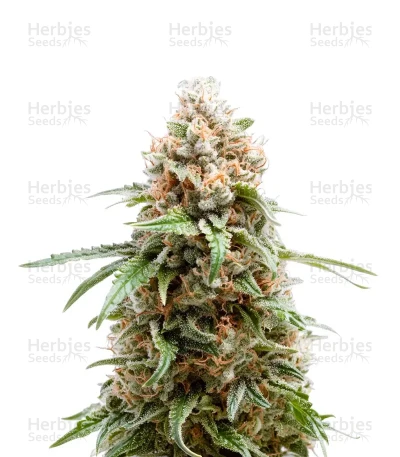 White Runtz Seeds