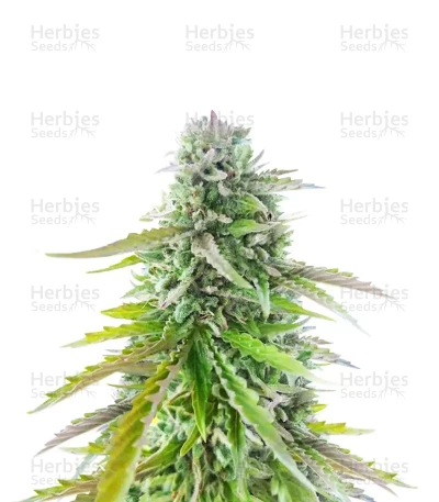 Florida Sunrise Seeds