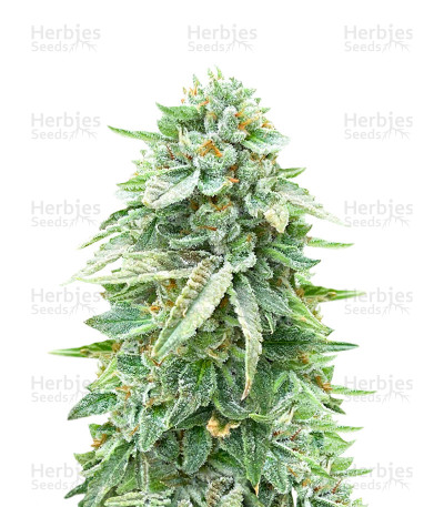 Dozy Doz Seeds
