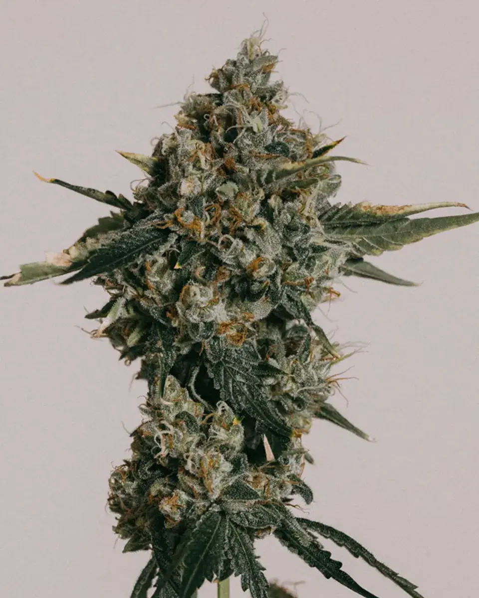 Church OG Autoflower Seeds – 19% THC, 8–9 Week Harvest