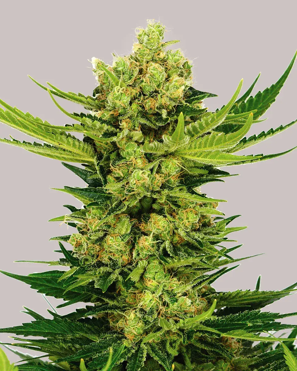 Cheese Autoflower Seeds