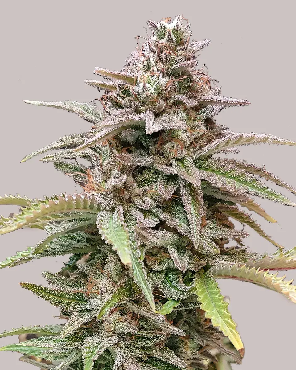 Critical Mass Feminized cannabis seeds - ILGM Seeds