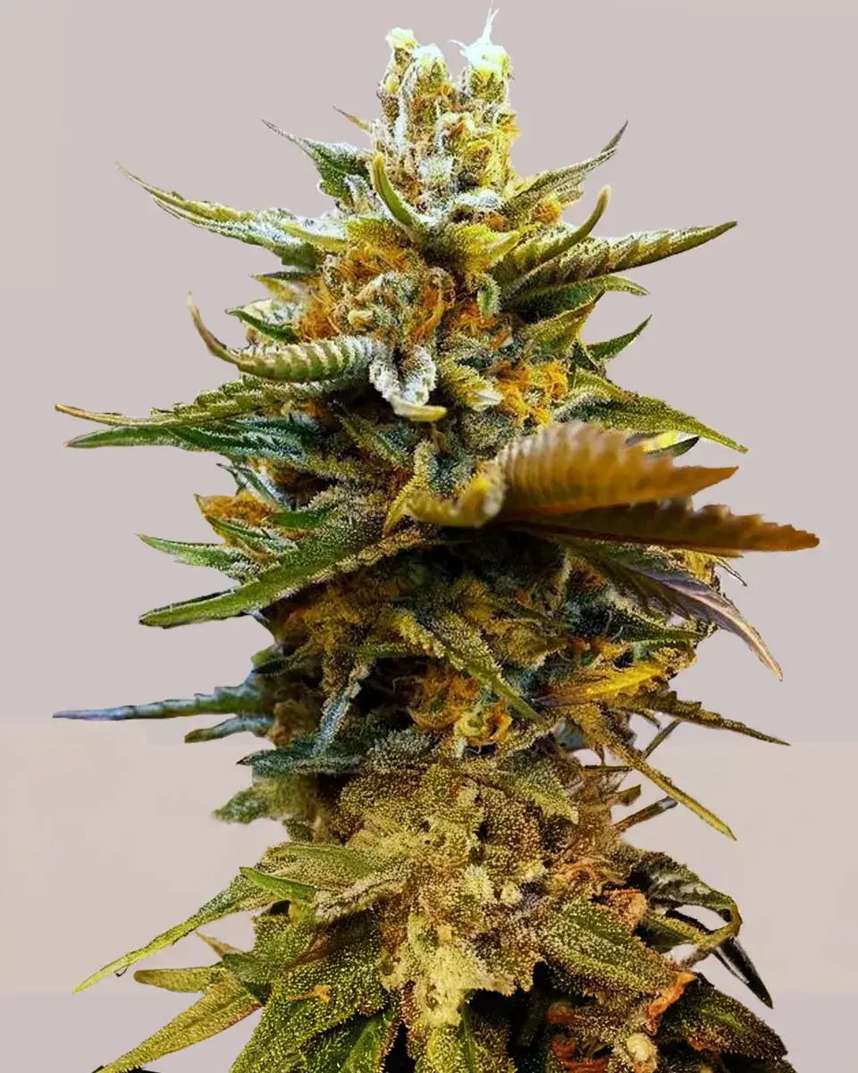 G13 Feminized Marijuana Seeds | Buy Fem G13 Pot Seed