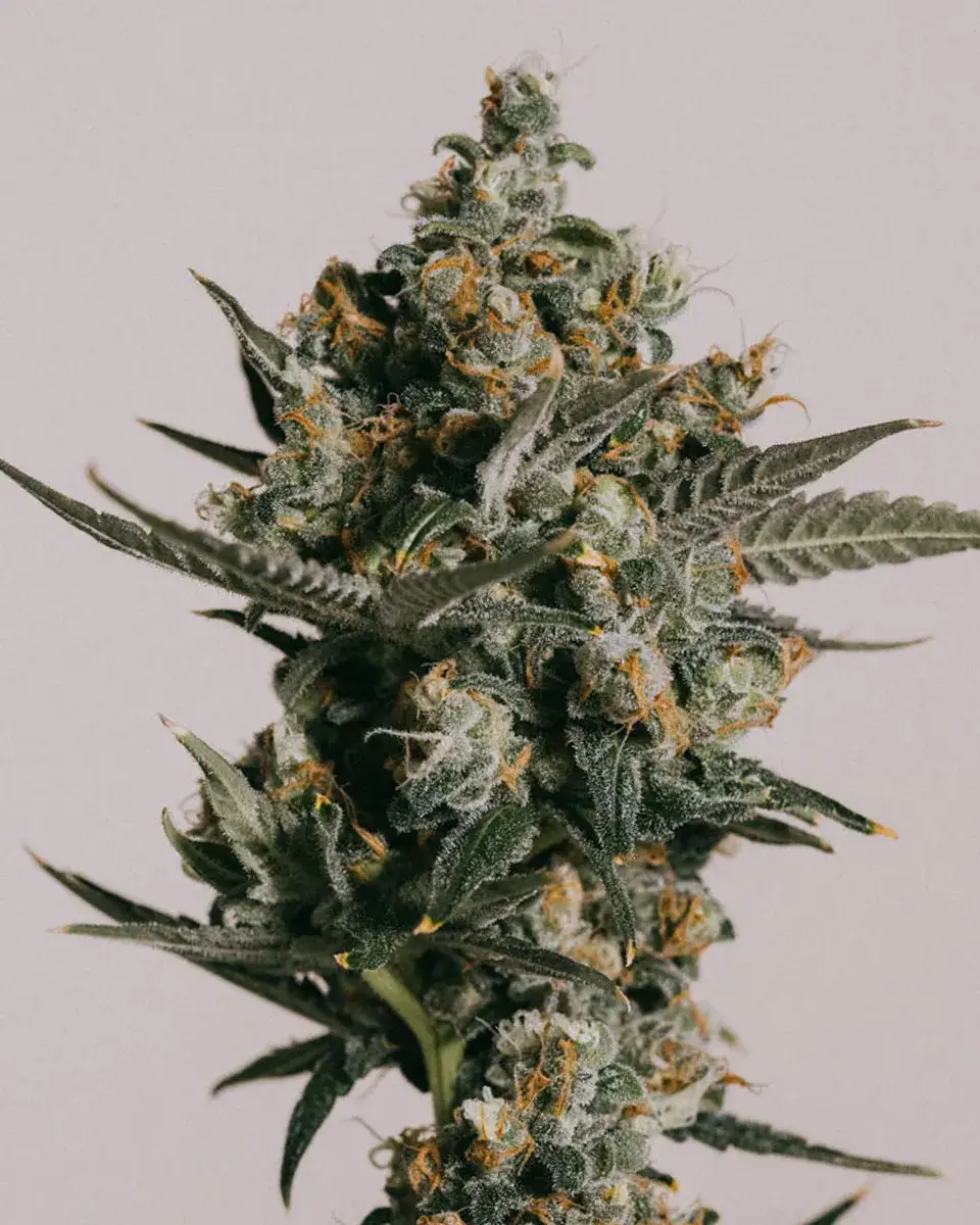 Killer Blue Autoflower Seeds – 18–22% THC, 8–9 week Grow