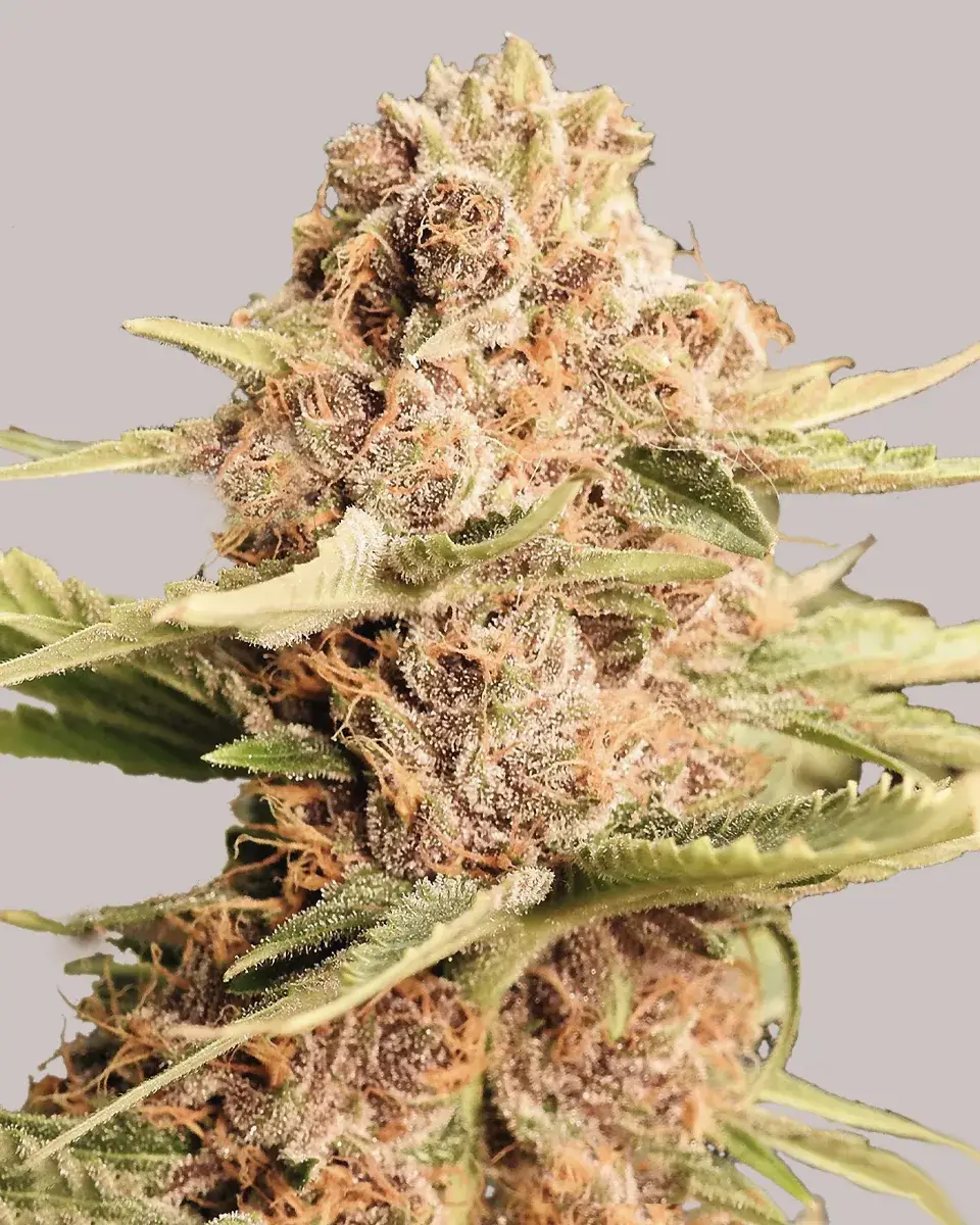 Sour Maui Autoflowering Seeds – Fast 8–9-Week Harvest | 26% THC