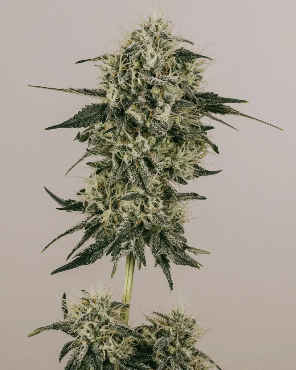 Gold Leaf Autoflower Seeds