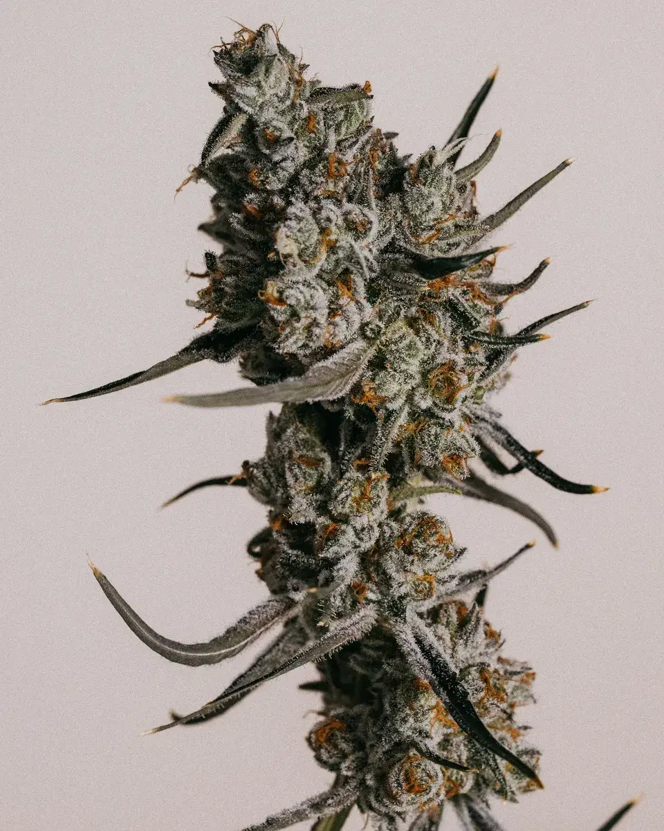 Granddaddy Purple Autoflower Marijuana Seeds >> ILGM