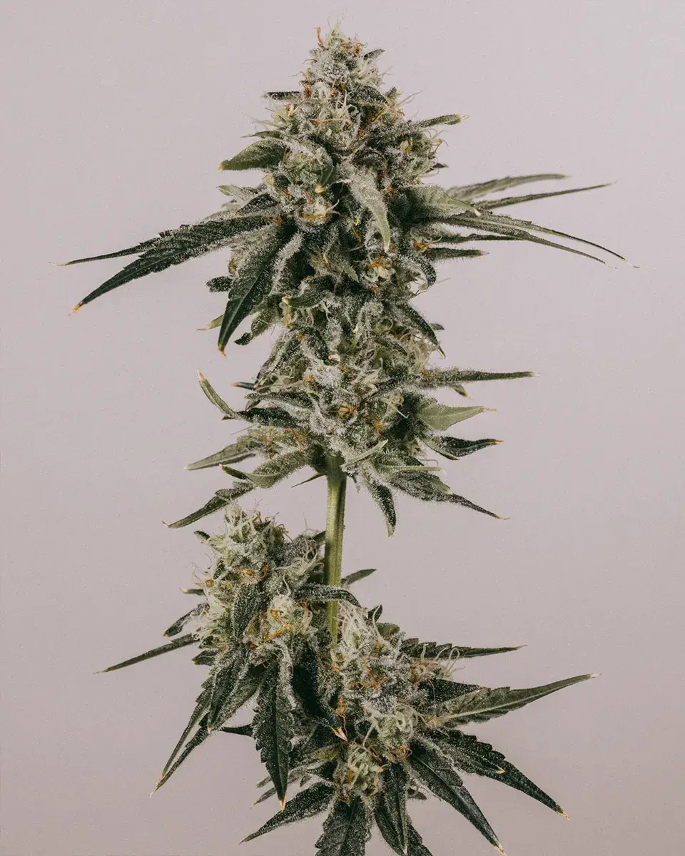 LSD Feminized Seeds For Sale | Buy Online >>> ILGM
