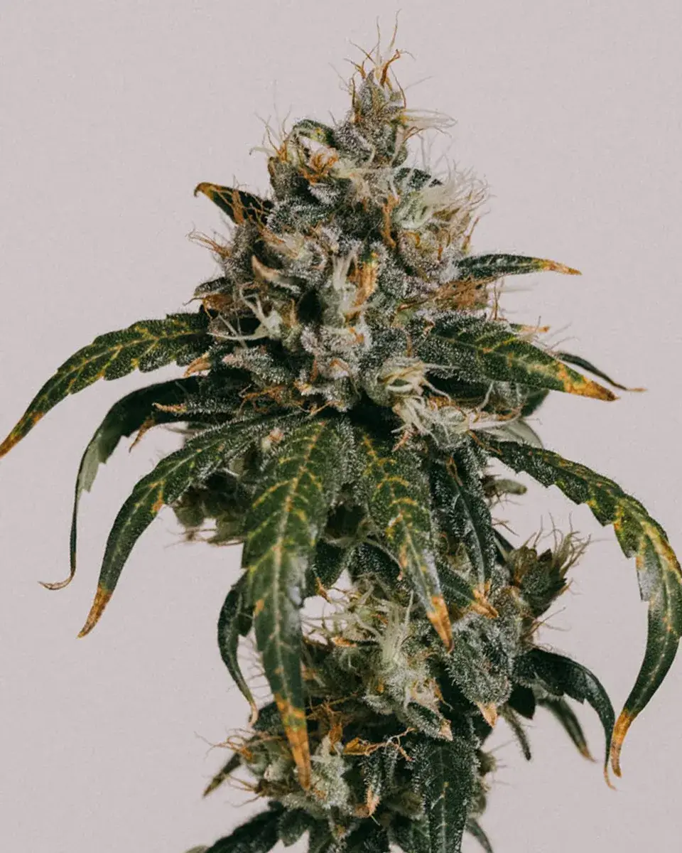 Gopher Glue Strain Fast Version Feminized Marijuana Seeds | Crop King Seeds