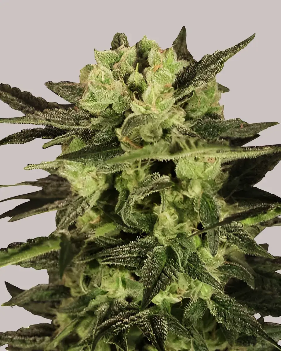 MK Ultra Seeds