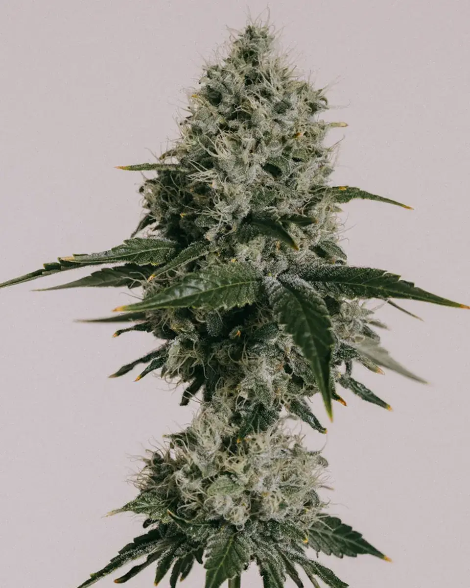 OG Kush CBD Seeds - High CBD Seeds For Sale