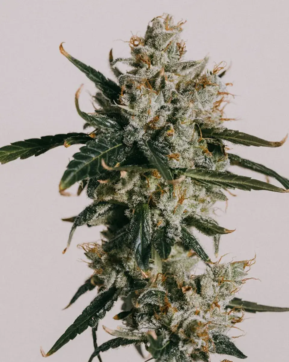Strawberry Crumble Strain Feminized Seeds I Savory Well-balanced Hybrid