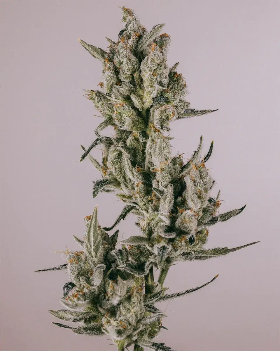 Zkittlez Autoflower Seeds for Sale | Buy Online >>> ILGM