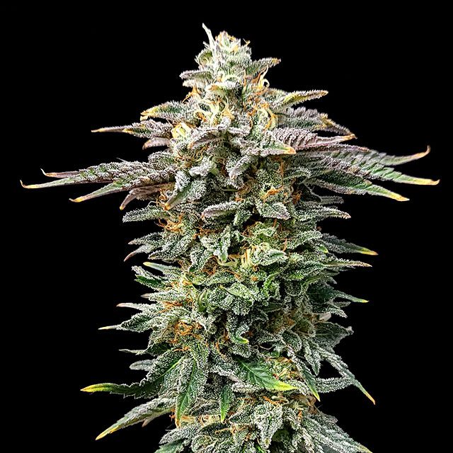 Cherry Dream Seeds