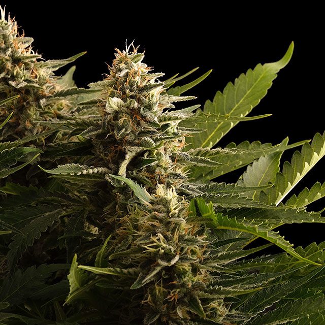 Colombian Jack Seeds