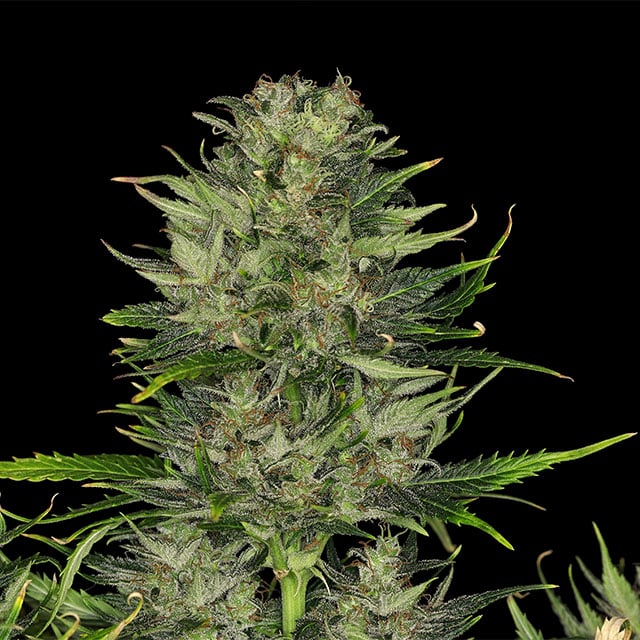 Dosidos Auto Seeds