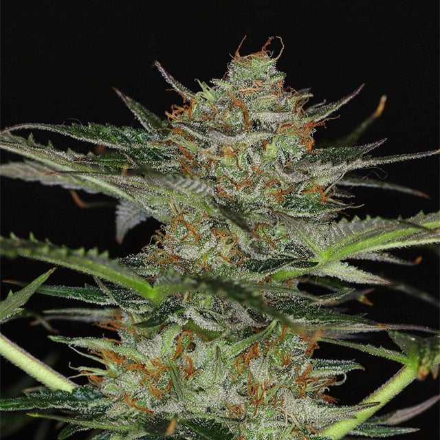 Dream Sherbet Auto Seeds