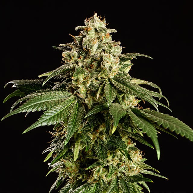 Dream Sherbet Seeds