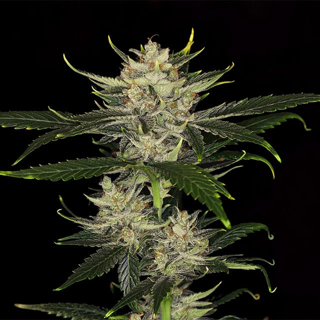 Gorilla King Auto Seeds