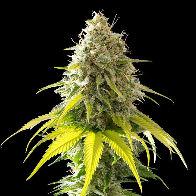 Mataro Blue Seeds