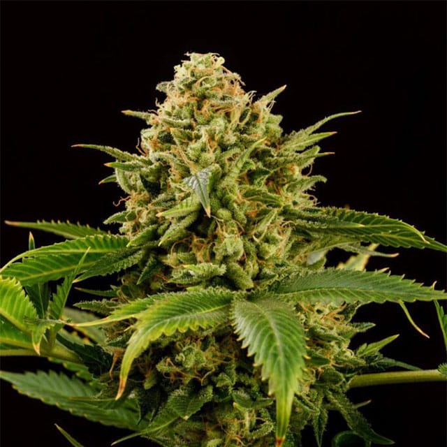 Monkey Grease Seeds