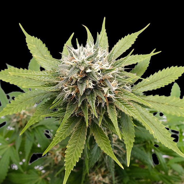 Silver Widow Seeds