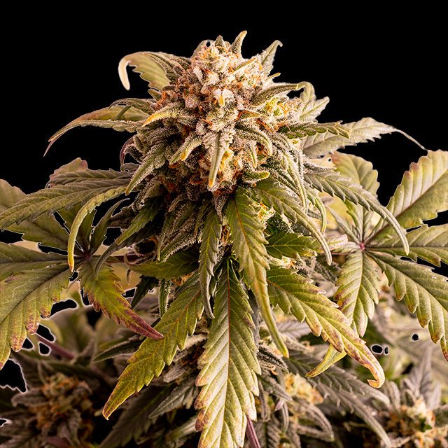 Speedy Boom Auto Seeds