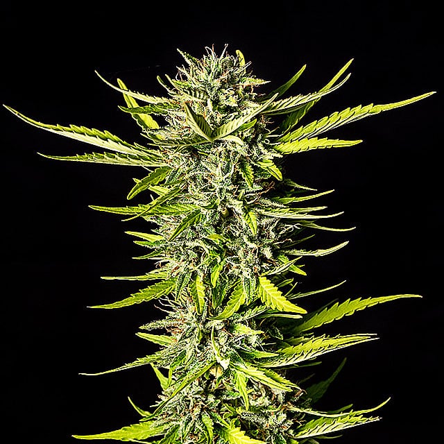 Strawberry Haze Auto Seeds