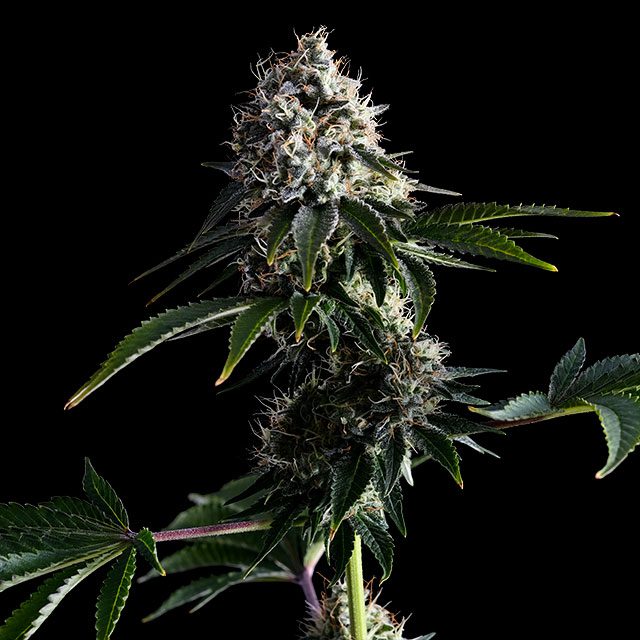 Swiss Dream Cbd Seeds