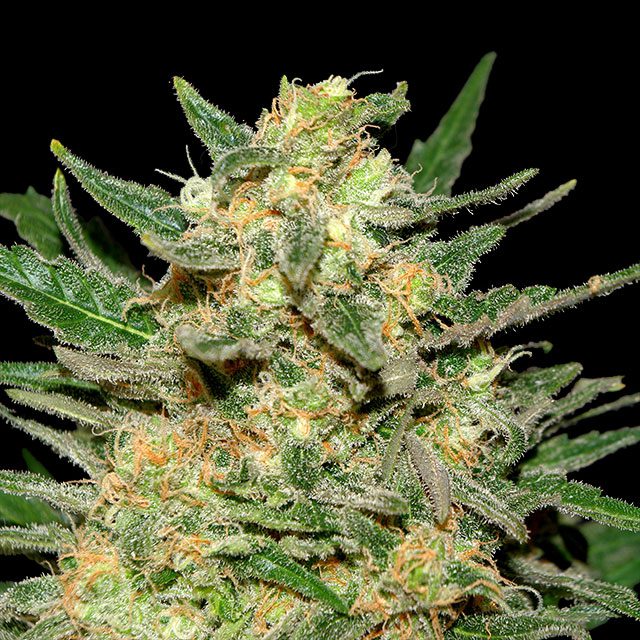 Thai Fantasy Seeds