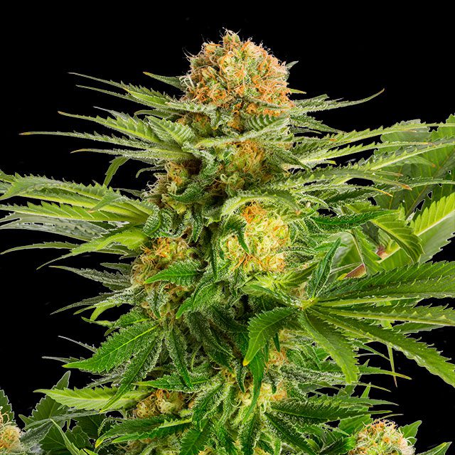 White Domina Seeds