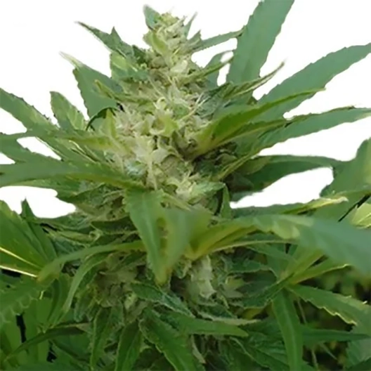 Afghan Skunk Seeds