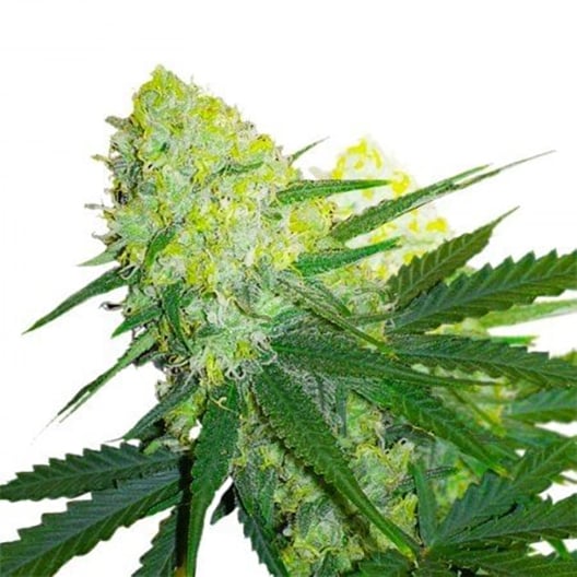 Ambrosia Seeds