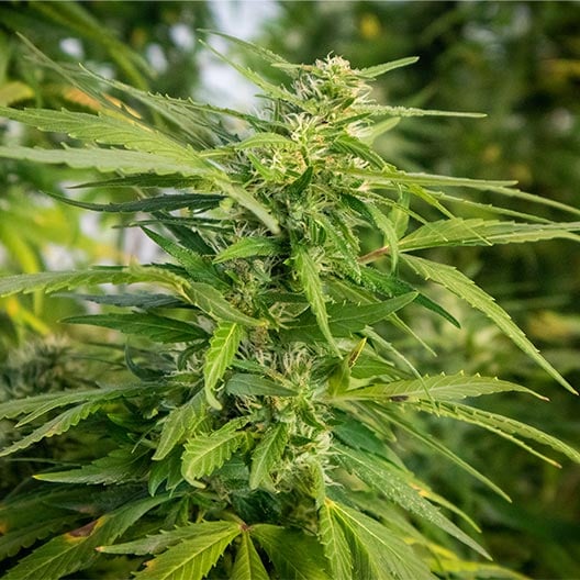 Blue Frost Seeds