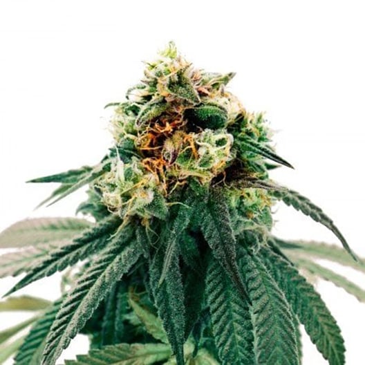 Chem Valley Kush Seeds