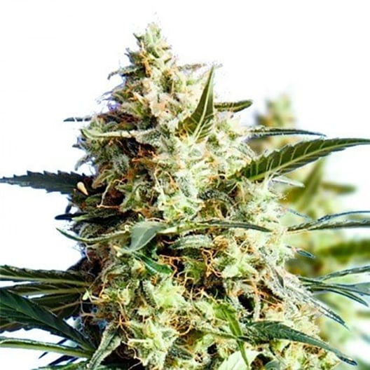 Chemdawg 91 Seeds
