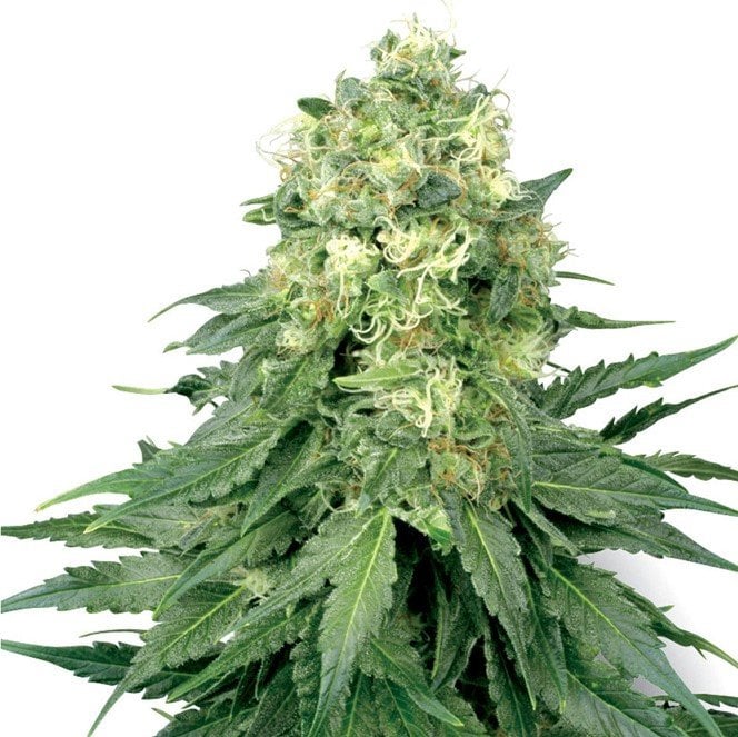 Cream Caramel Auto Seeds