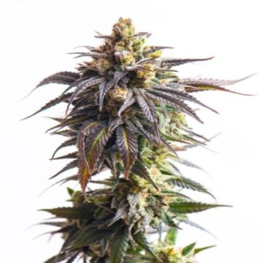 Dynamite Premium Seeds