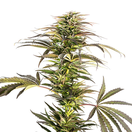 Kosher Tangie Auto Seeds