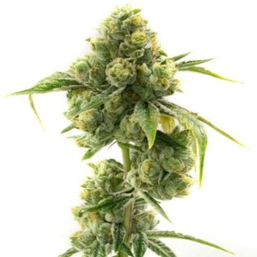 Krishna Kush Seeds